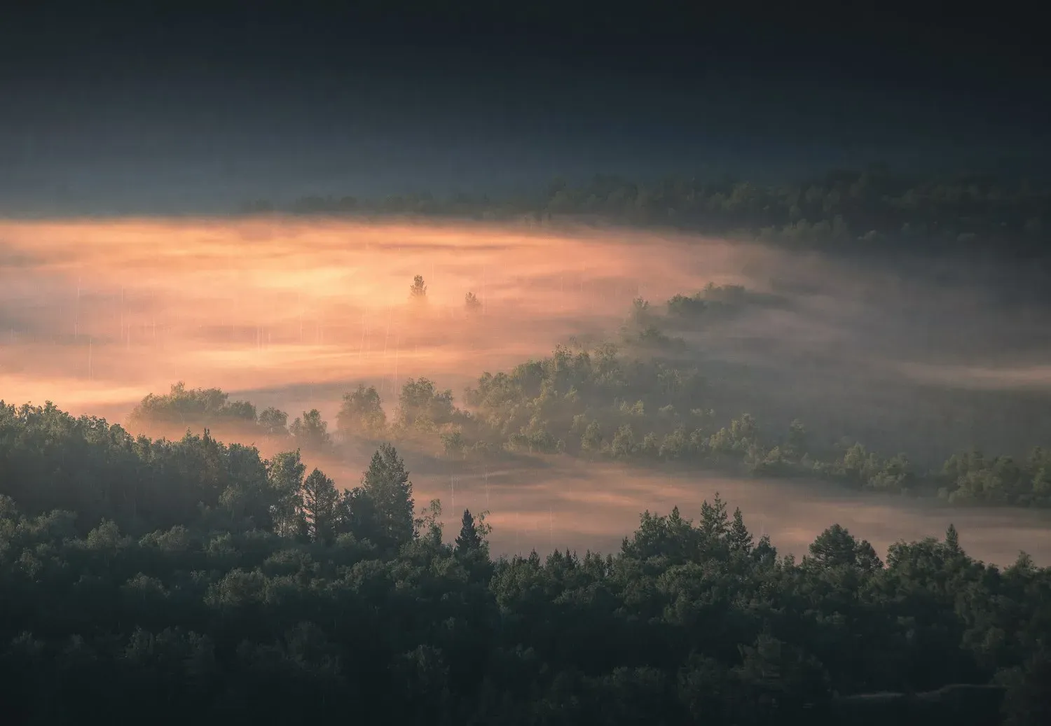 Soft pink dawn light over a misty forest