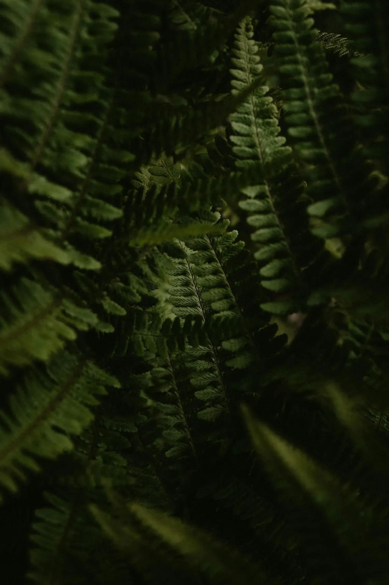 Green fern fronds unfurling in soft light
