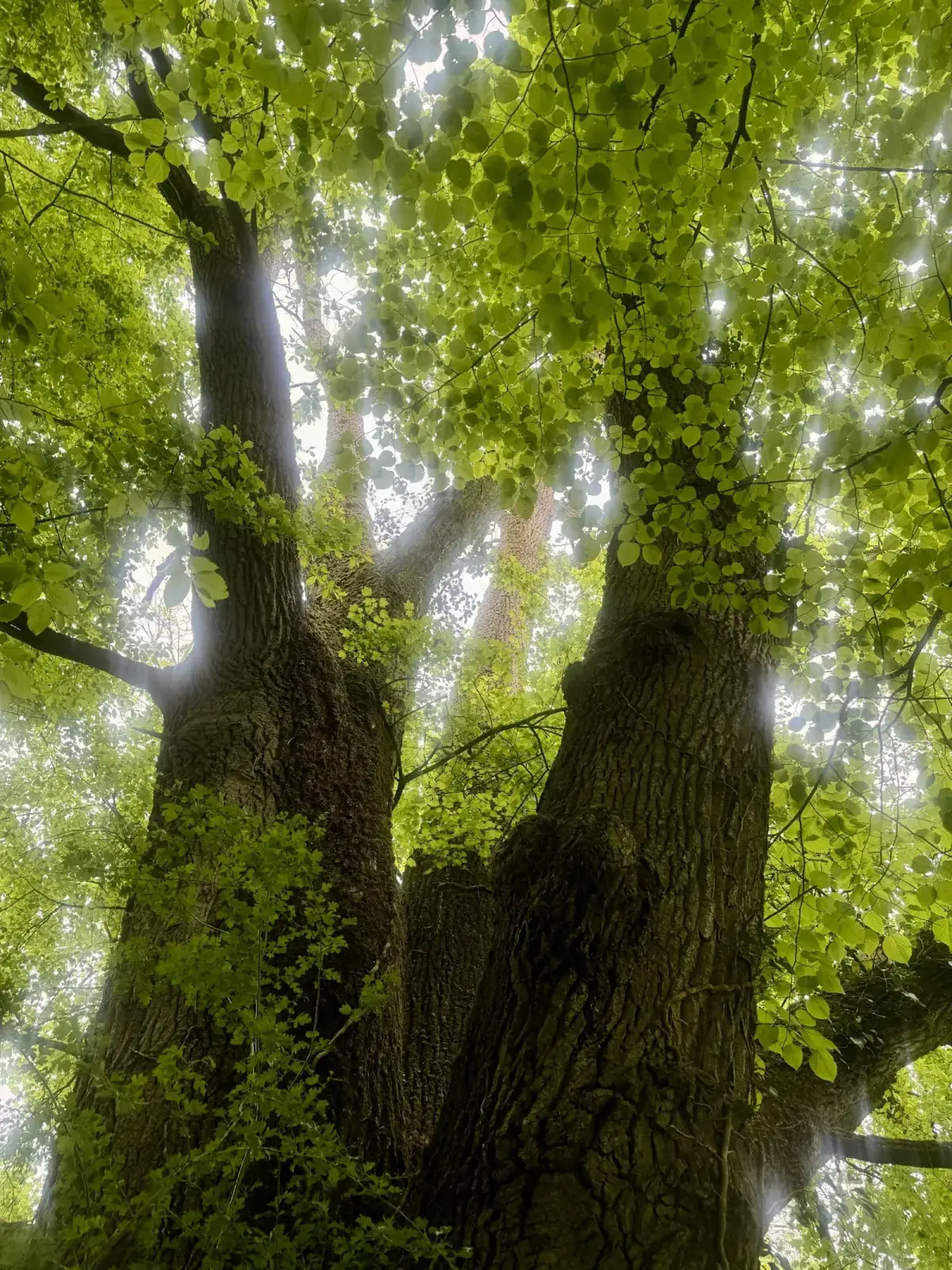 Sunlight streaming through a bright green forest canopy