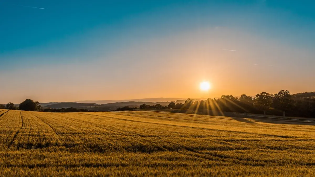 Warm morning sunlight over a golden field