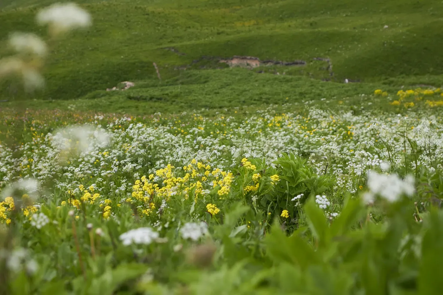 A meadow of wildflowers in soft morning light